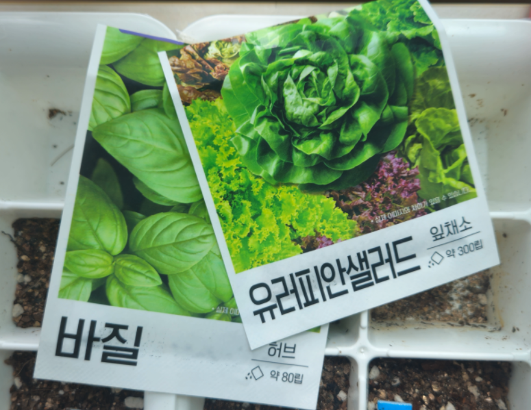 다이소 채소 키우기 - 다이소 채소 씨앗